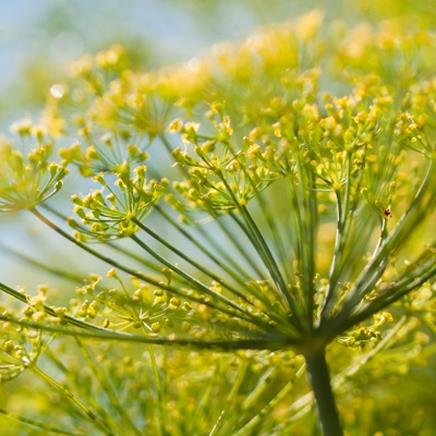 Natural active Fennel